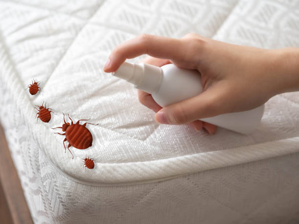 Professional Pest Control in Shenandoah Heights, PA